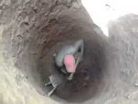 Ô desgraça de buraco FEDORENTO! (Vídeo original)