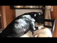 VIDEOS ENGRAÇADOS DE ANIMAIS 2013