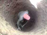 Buraco fedorento e o patrão bebendo pinga