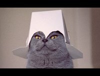 FUNNY VIDEOS: Funny Cats - Funny Cat Videos - Funny Animals - Fail Compilation - Cats Fails