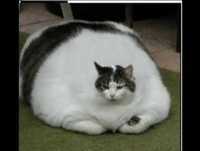 Os gatos de Estimação mais engraçados da internet