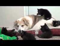 VIDEOS ENGRAÇADOS DE ANIMAIS 2013