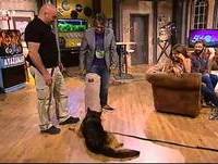 "SIF" uma cadela bem treinada - Nuno Markl - 5 Para a Meia Noite