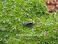 Bichitos copulando - Copulating bugs - Insetos copulando