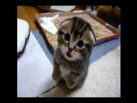 O gato mais fofo do mundo!