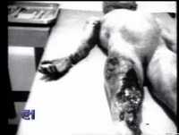 Reportagem do Canal 1 sobre a Autópsia de Santilli [1995]