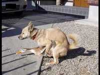 CACHORROS ENGRAÇADOS