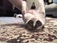 Cenas engraçadas com gatos (rir muito)