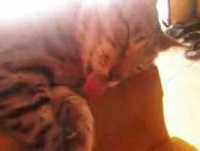 Gato engraçado dormindo com a lingua pra fora. Yotube