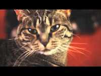 Gato Roqueiro (Cat Rocker)