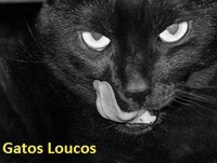 gatos engraçados e loucos