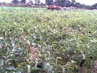 Montevideo rural, chacra Punta espinillo