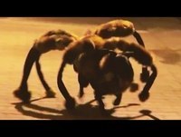 PEGADINHA DO CACHORRO-ARANHA!!!