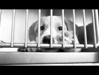 Videos engraçados de animais 2013