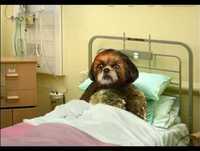 Bruno Aleixo No Hospital 03 PrÃ© operatÃ³rio