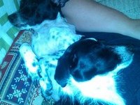 Momentos engraçados das minha cadelinhas