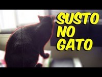 Susto no Gato - Vídeos Engraçados - É pra Rir