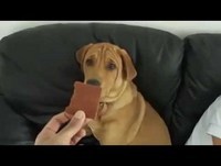 Cachorro a dieta HUMOR