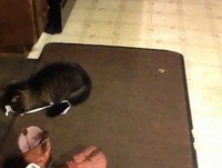 Gatinho Fica Louco Com Fita Amarrada no Rabo - Vídeos HD Virais 2013