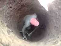 Ô desgraça de buraco FEDORENTO! (Vídeo original)