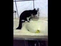 Gato engraçado bebe água na torneira