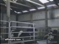 kesyn.org - Animais engraçados com cio