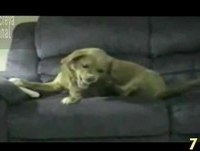 OS 10 ANIMAIS MAIS ENGRAÇADOS DA INTERNET