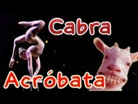 Animais Engraçados - Cabra Acrobata