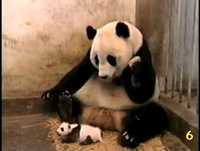 Os 10 Animais mais engraçados da internet - YouTube.mp4