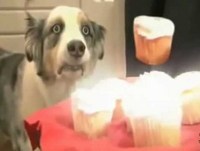 Os 10 Animais mais engraçados da Internete 2012