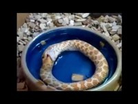 Os animais são incríveis   Animais engraçados