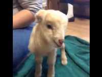 Animais Engraçados #1-Cabra Loka