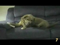 Os 10 Animais mais engraçados da net