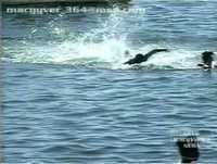 Pegadinha - Tubarão na Praia.