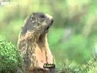 Vídeo Engraçado de Animais