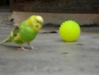 Videos engraçados de animais