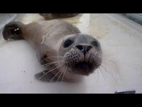 Bebês focas recebem ajuda na Holanda