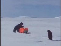 NEW TOP 5 Funny Penguins Fails + BONUS