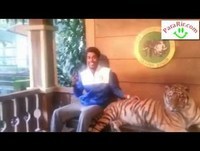 Tirar uma foto com o tigre...
