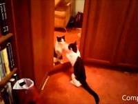 Vídeos Engraçados ANIMAIS MALUCOS