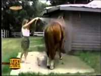 videos muito engraçados 2013