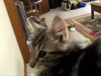 Animais engraçados a fazer barulhos compilação 2013 [novo HD]