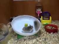 Dois hamsters, uma roda - quem vomitar primeiro perdeu