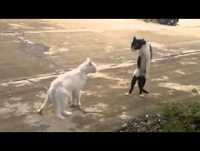 morra de rir animais super engraçados