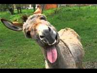 Coisas para morrer de rir