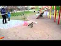 Gato louco seguir um cão