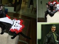 Gatos Engraçados - Funny Cats - A Pequena de Vestido