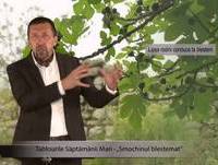 2.Tablourile Săptămânii Mari - Smochinul blestemat