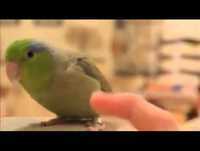 5 animais mais engraçados