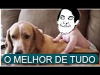 Animais de estimação mais engraçados hilariantes videos em Full HD altas risadas